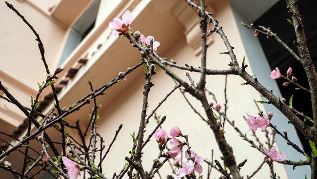 Trước Tết 2 tuần: Đào rừng đổ bộ phố Thủ đô, thét giá chục triệu